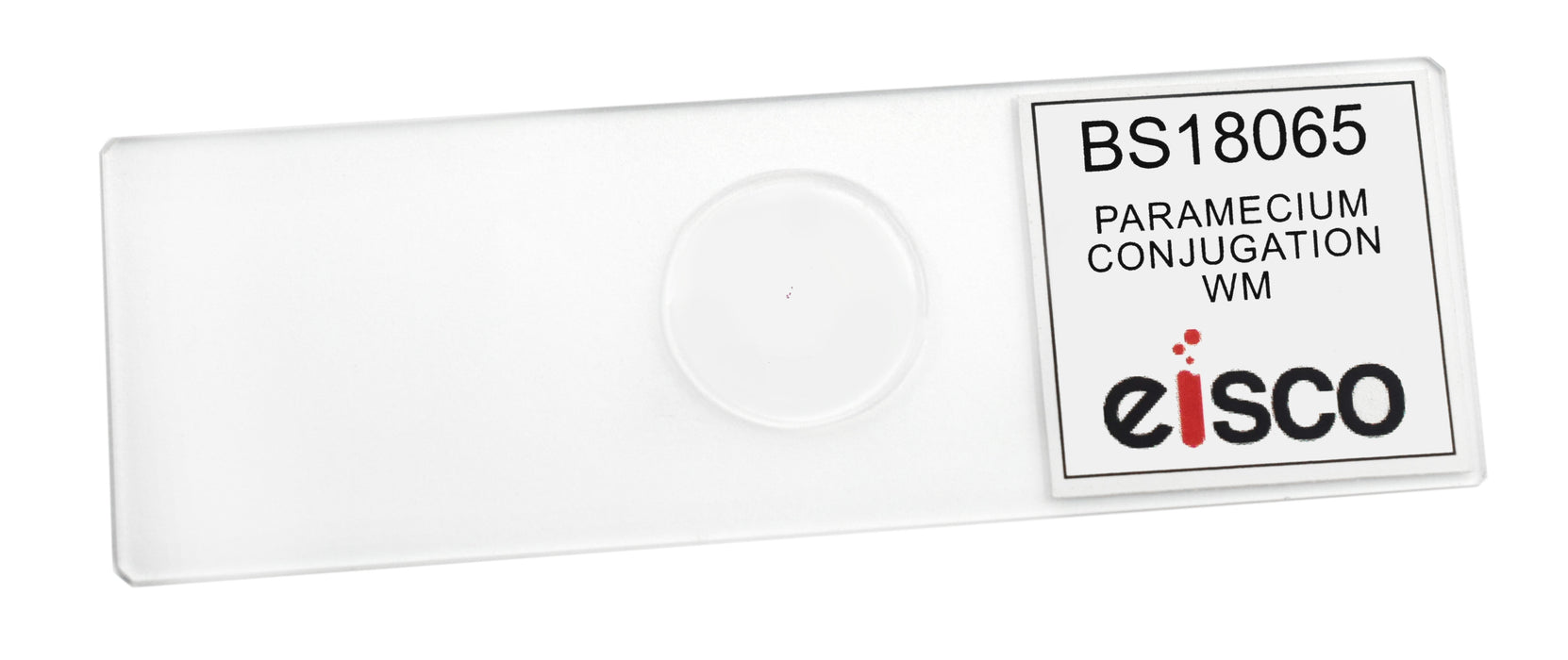 Paramecium Conjugation, Whole Mount - Prepared Microscope Slide
