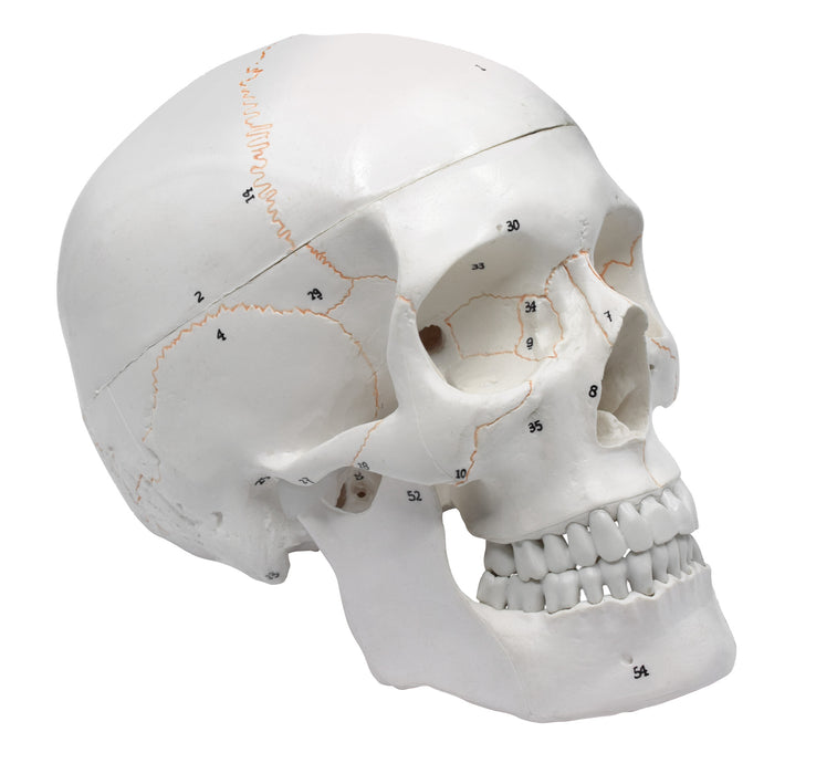 Human Adult Skull Anatomical Model, 3 Part - Numbered with Key Card