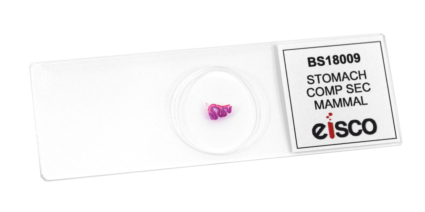 Stomach Composite Section - Prepared Microscope Slide