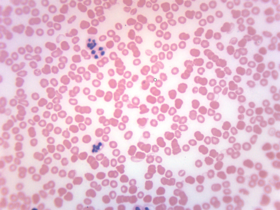 Human Blood Smear (HE Stain) - Prepared Microscope Slide