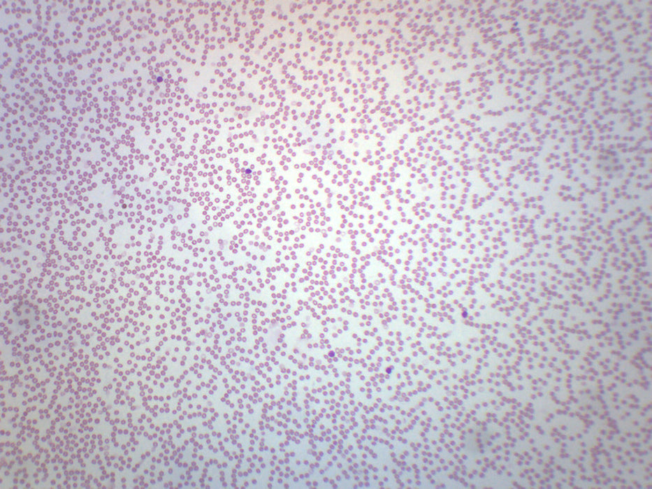 Human Blood Smear WR Stain - Prepared Microscope Slide