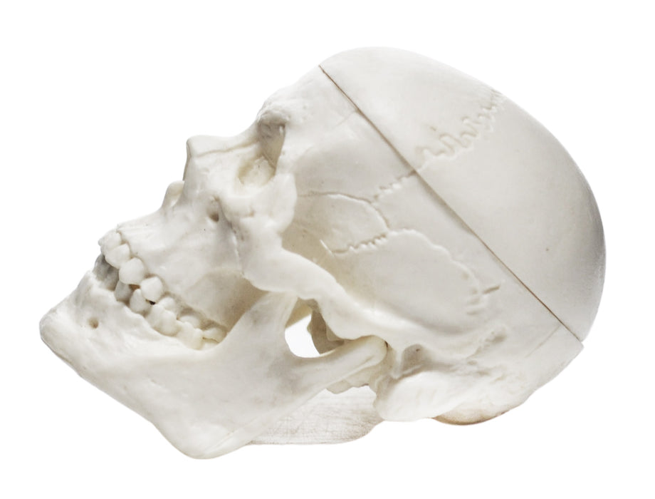 Miniature Human Adult Skull Model, 2.5 Inch - 3 Parts - Articulated Mandible & Removable Skull Cap