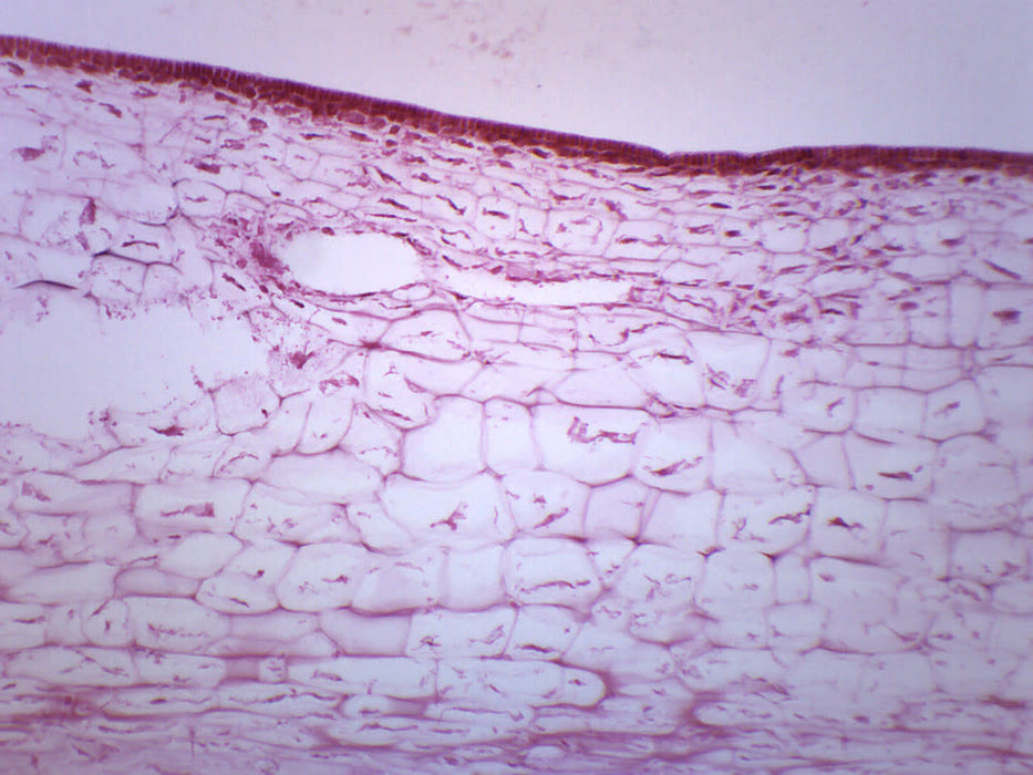 Laminaria - Cross Section - Prepared Microscope Slide - 75x25mm — hBARSCI