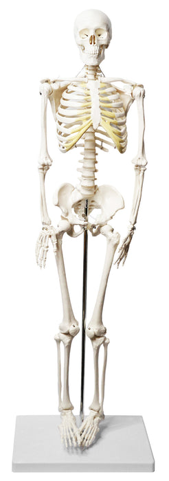 Human Skeleton Model, Half Size - Articulated Mandible - Rod Mounted