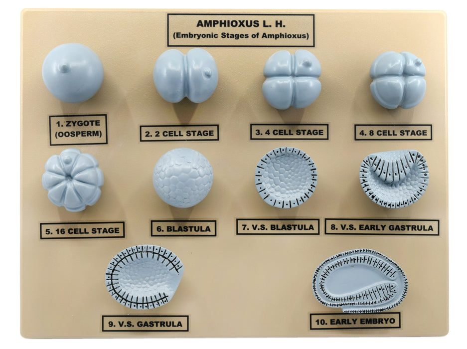 Amphioxus Embroynic Stages Model, 10 Inch - Features 10 Stages