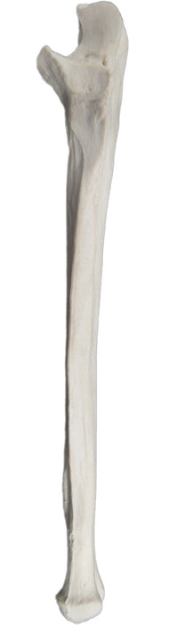 Ulna Bone - Left - Anatomically Accurate, Detailed Human Bone Replica