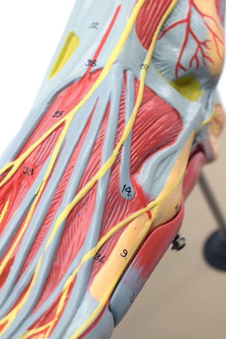 Foot & Ankle, Muscle and Ligaments Model, 8 Part - Includes Mount