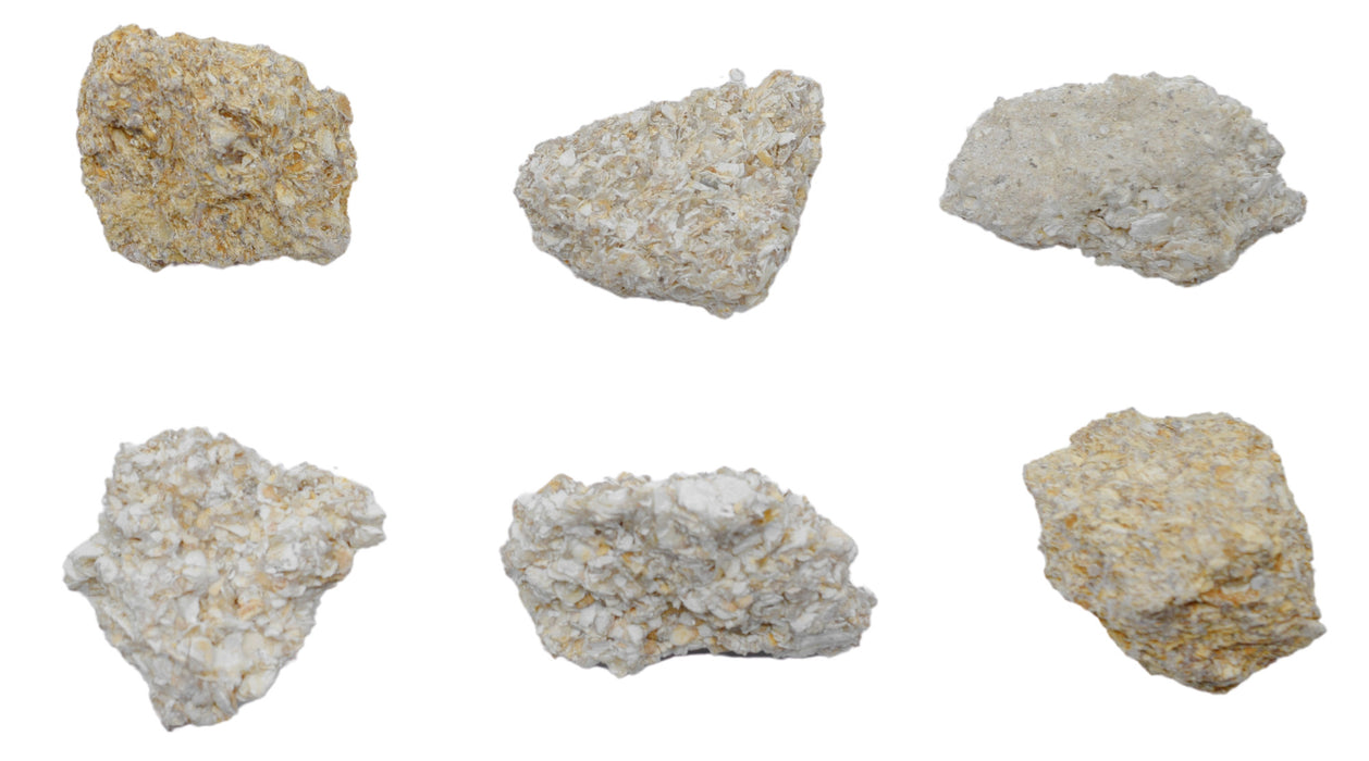 6PK Raw Coquina, Sedimentary Rock Specimens, ± 1" Each