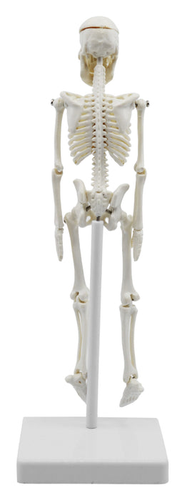 Miniature Human Skeleton Model, 8 Inch