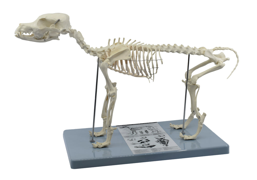 Adult Dog Skeletal System, Anatomical Model, 12" Tall