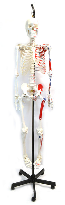 Human Muscular Skeleton Model - Left Side Painted Muscle Origins & Insertions - Hanging Stand with Rolling Base