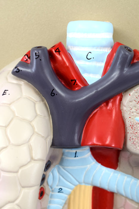 Human Lungs & Heart Model, 16.5" - Removable Lung, Heart & Larynx