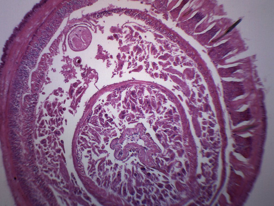 Earthworm Composite - Cross Section - Prepared Microscope Slide - 75x25mm