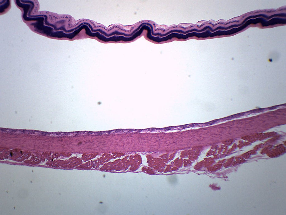 Retina Of Cat - Prepared Microscope Slide - 75x25mm