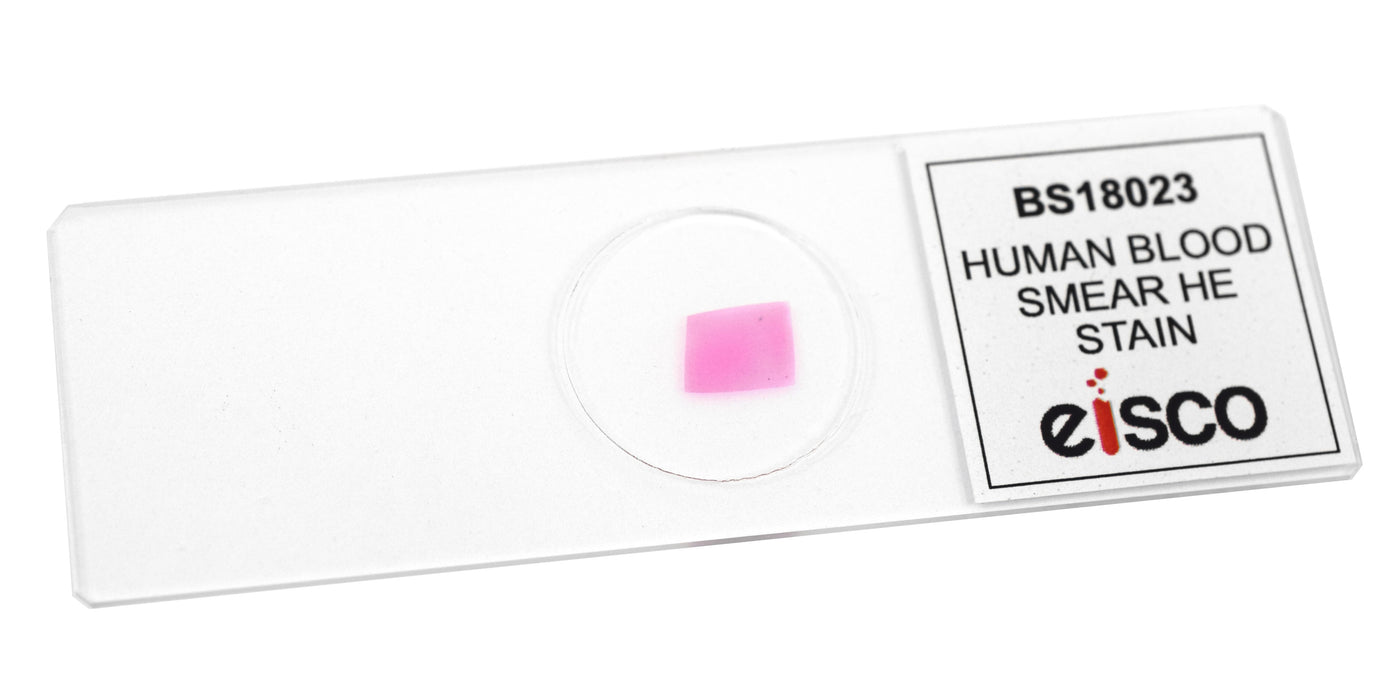 Human Blood Smear (HE Stain) - Prepared Microscope Slide
