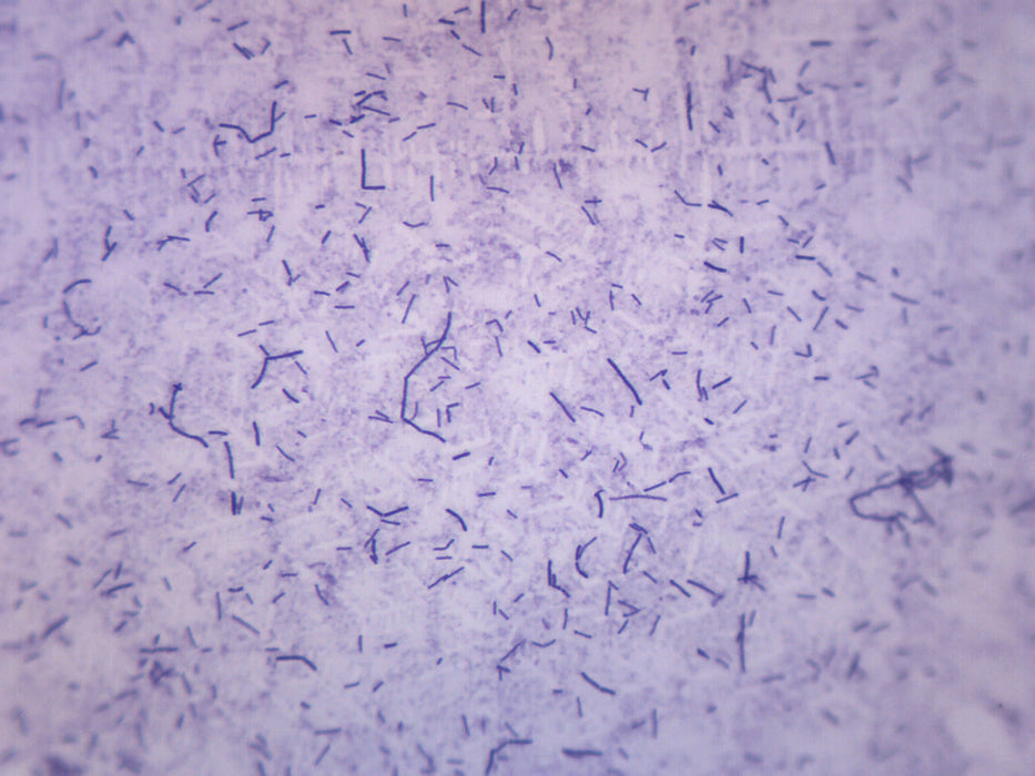 Bacillus subtilis, Gram Positive - Prepared Microscope Slide