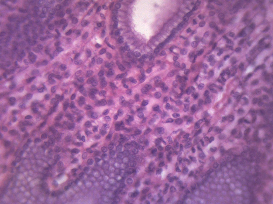 Simple Cuboidal Epithelium, Mammal - Prepared Microscope Slide