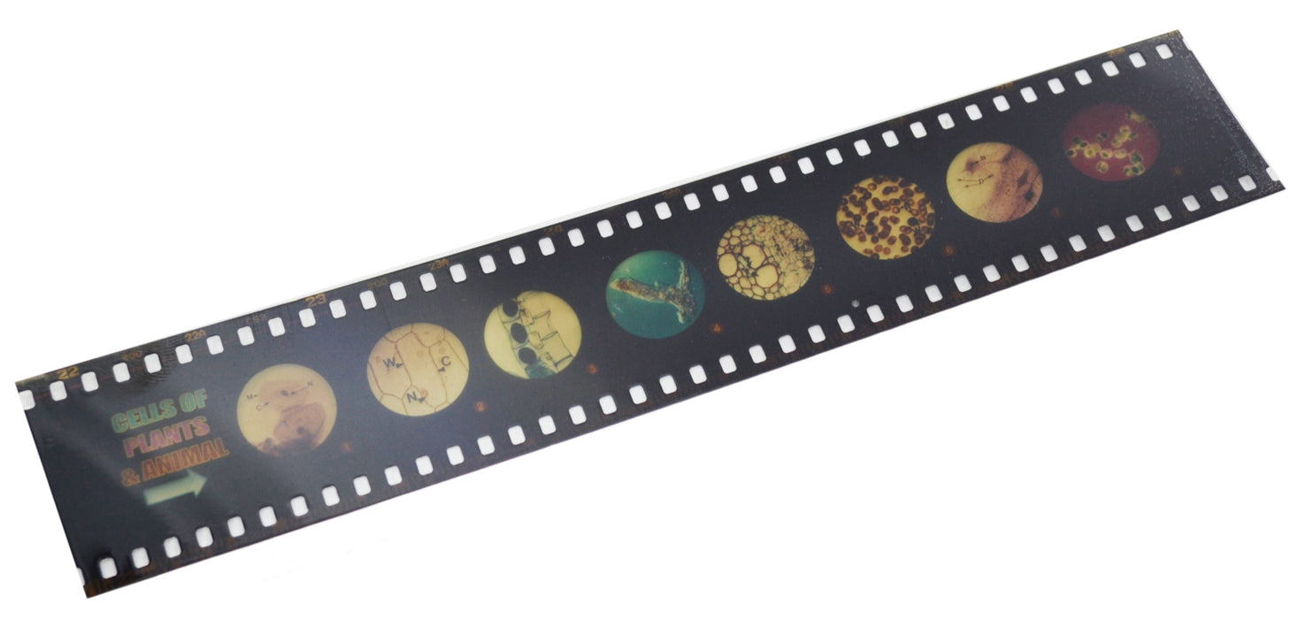 2 Piece Micro-Slide Viewer & Viewer Set - Includes One Economy Microscope & Slide Strip