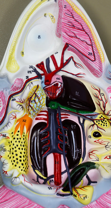Frog Dissection Model, 17 Inch - Mounted - Ventral Cut