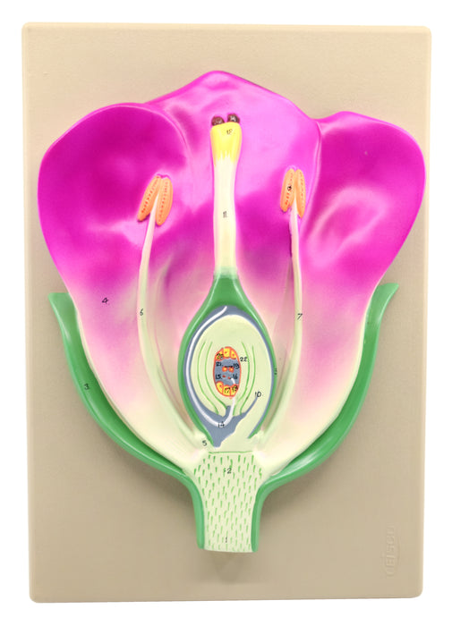 Typical Flower Model, Three Dimensional, Vertical Section  with Hand Painted Details - Mounted on Base, 14" x 9" - Eisco Labs