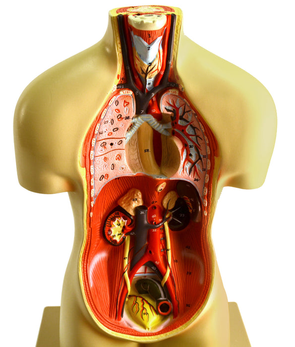 Miniature Human Torso Model (Sexless), 19" Tall - 12 Parts - Compact for Individual Desktop Study