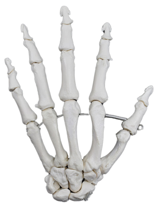 Hand Model, Left - Articulated - Anatomically Accurate Human Hand Bone Replica - Natural Size, Natural Color - Eisco Labs