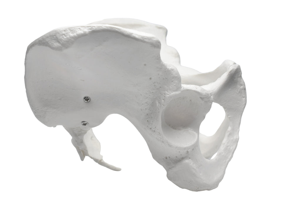 Female Pelvis Model, Human - Life Size, 3D Rendering for Anatomical Study - Medical Quality
