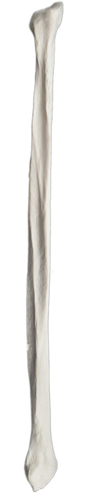 Fibula Bone - Right - Anatomically Accurate, Detailed Human Bone Replica