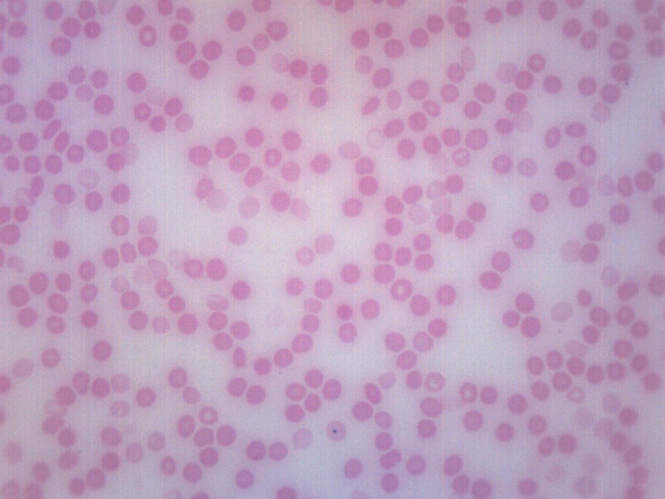 Human Blood Smear - Prepared Microscope Slide