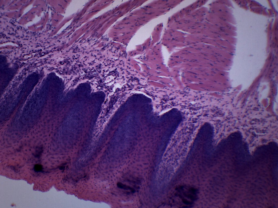 Foliate Papillae Section, Mammal - Prepared Microscope Slide - 75x25mm