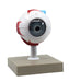 human eye model 3X