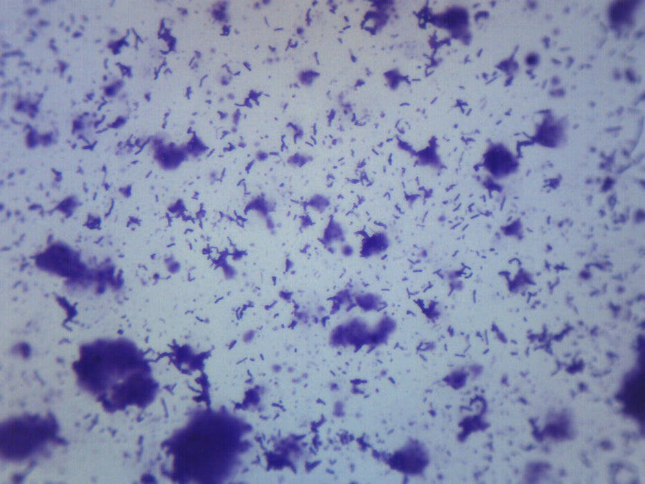 Human Mouth Bacteria - Wholemount - Prepared Microscope Slide