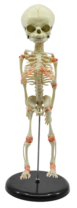 Infant Fetus Skeleton Model, Mini Size - Single Skull - Rod Mounted