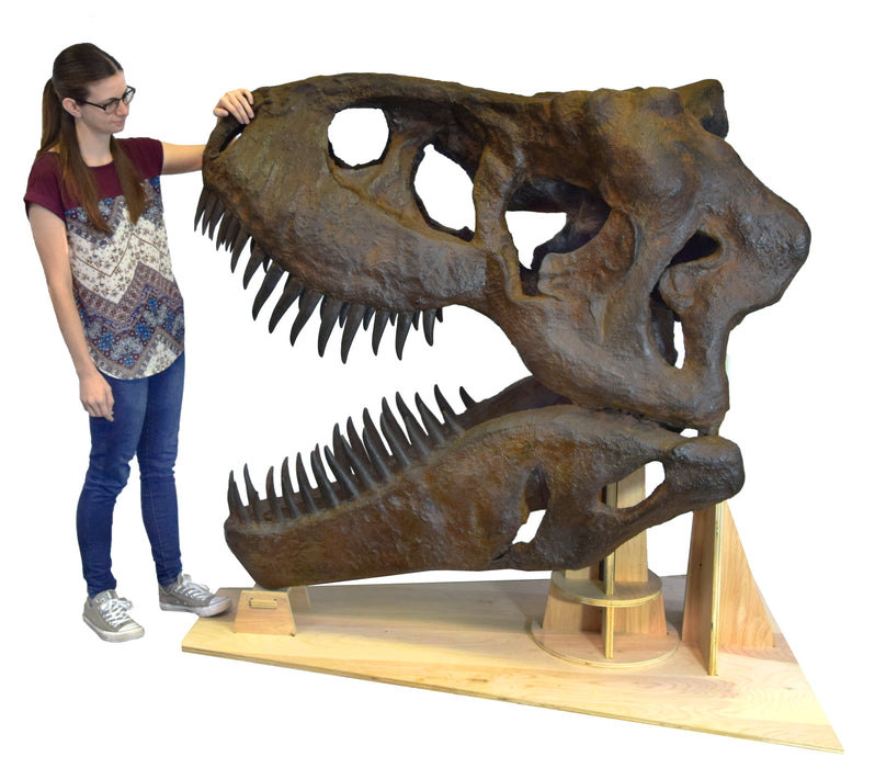 Incredible Life Size Tyrannosaurus Rex Skull Replica, Mounted on Wooden Base - 5 ft long, 3 ft wide, 4.5 ft tall (250 lbs) - Full Size Fossil Replica, Exquisite Detail and Realism - hBARSCI