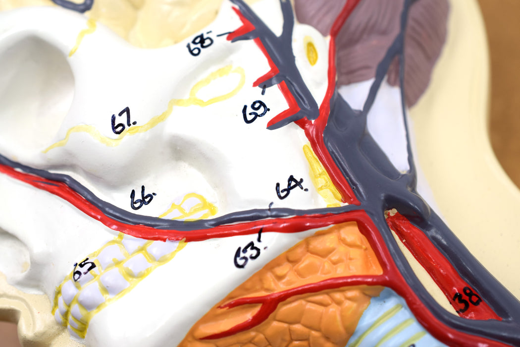 Human Circulatory System Model - Mounted on 32" x 12" Base
