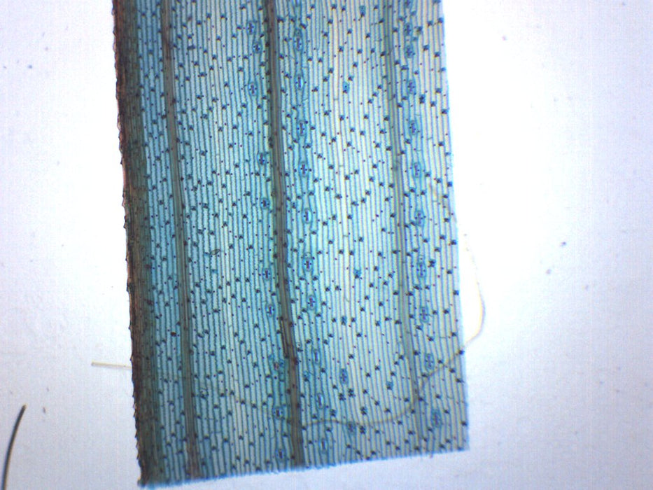 Monocot Leaf, Epidermis - Prepared Microscope Slide