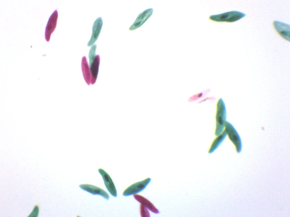 Paramecium, Whole Mount - Prepared Microscope Slide