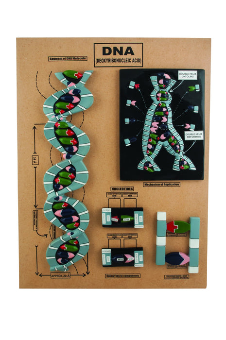 DNA Structure Model - 5 Parts Mounted on Base