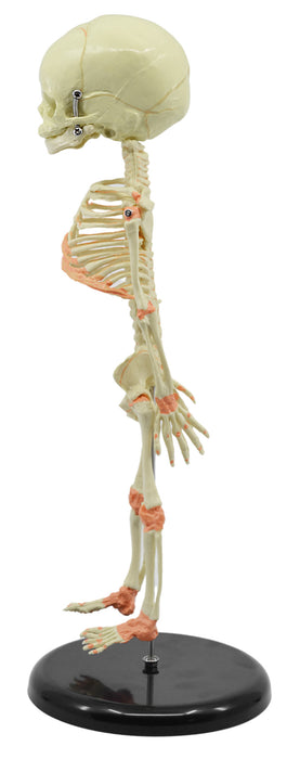 Infant Fetus Skeleton Model, Mini Size - Single Skull - Rod Mounted
