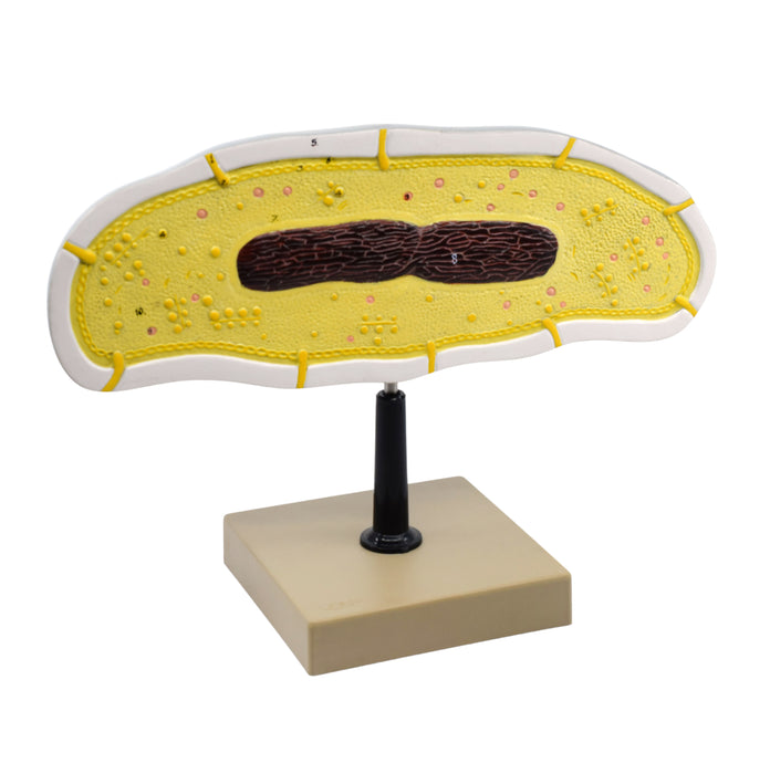 bacteria cell model front