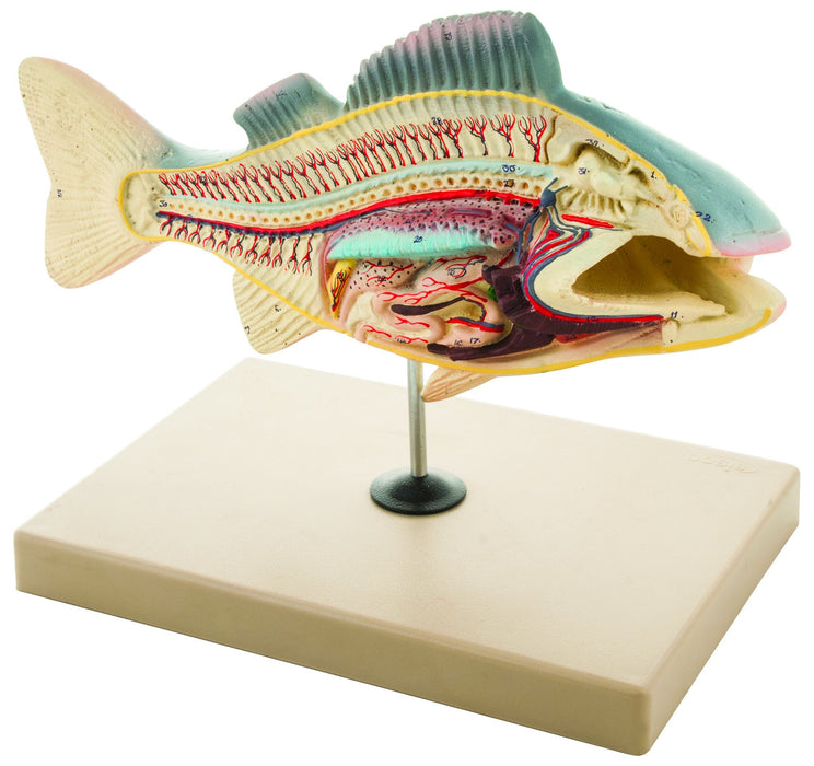 Fish (Perch) Model, 13 Inch - Mounted