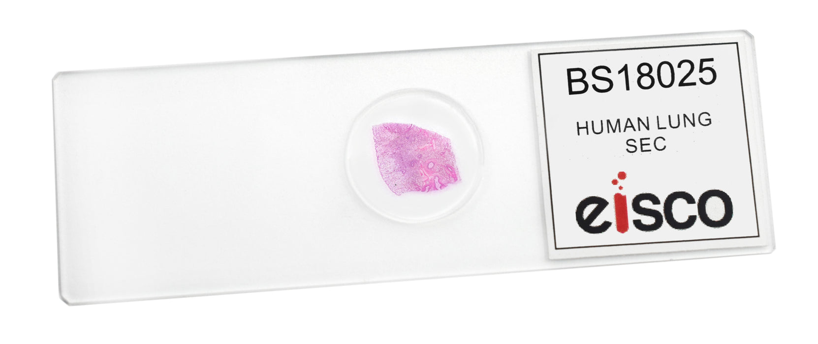 Human Lung Section - Prepared Microscope Slide