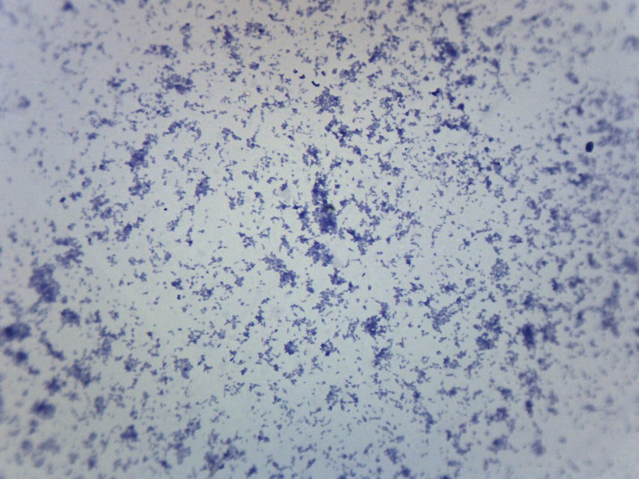 Mycobacterium tuberculosis - Gram Positive. - Prepared Microscope Slide