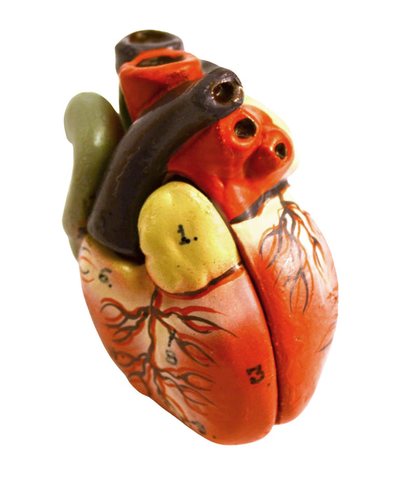 Miniature Human Torso Model (Sexless), 19" Tall - 12 Parts - Compact for Individual Desktop Study