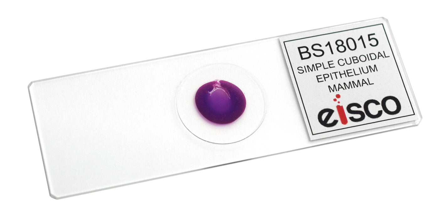 Simple Cuboidal Epithelium, Mammal - Prepared Microscope Slide