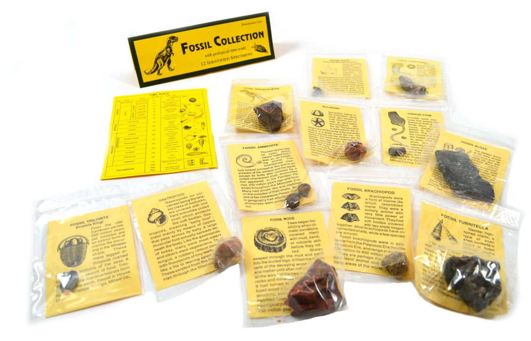 12 Piece Deluxe Fossil Collection - Includes 12 Samples, Information Cards and a Geological Timescale - Great For Kids Fossil Play