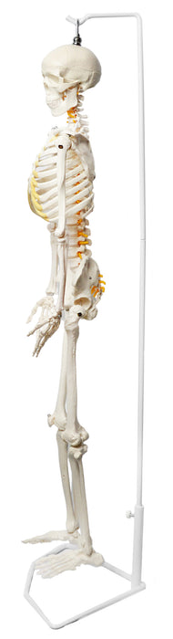 Human Skeleton Model, Half Size - With Nerve Endings - Hanging Mount