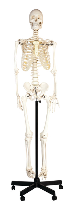 Human Skeleton Model, Life-Size (64" Height) - Articulated Joints - Rod Mounted with Wheeled Base
