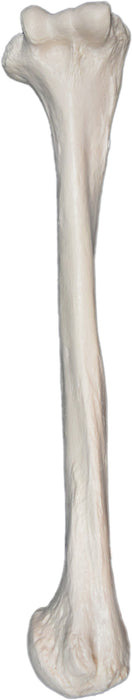 Humerus Bone - Right - Anatomically Accurate, Detailed Human Bone Replica