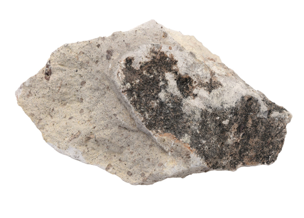 Raw Volcanic Tuff, Igneous Rock Specimen - Hand Sample, ± 2.75"